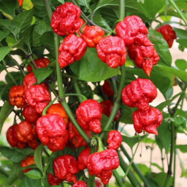 Pepper Armageddon - Bloom