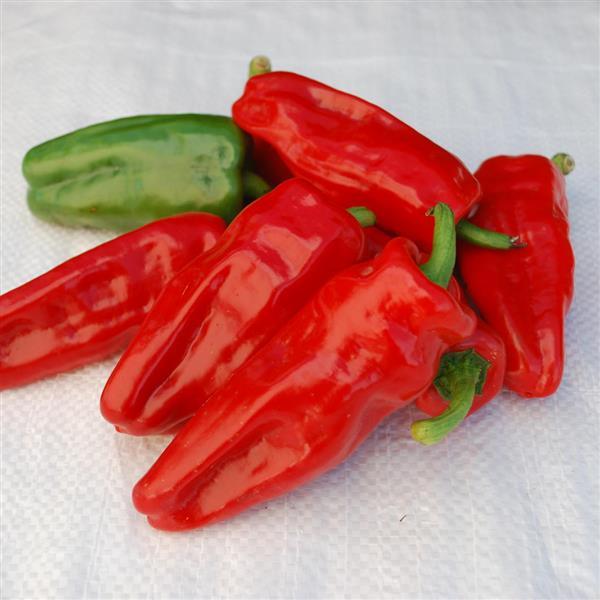 Pepper Aleppo - Bloom