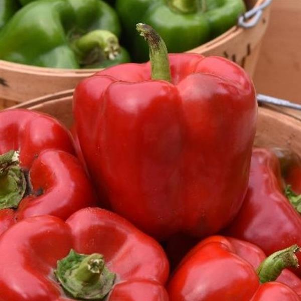 Pepper Red Standard III - Bloom