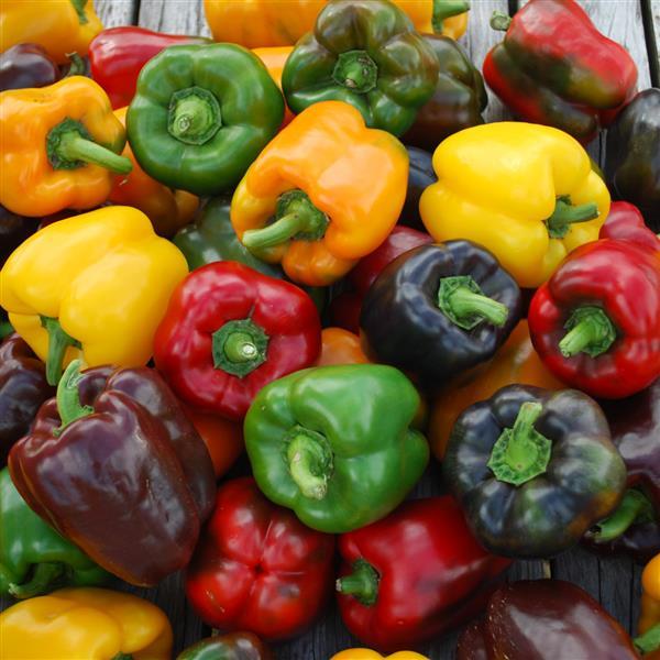 Pepper Rainbow Bell Mix - Bloom