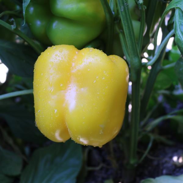 Pepper Yellowfin - Bloom