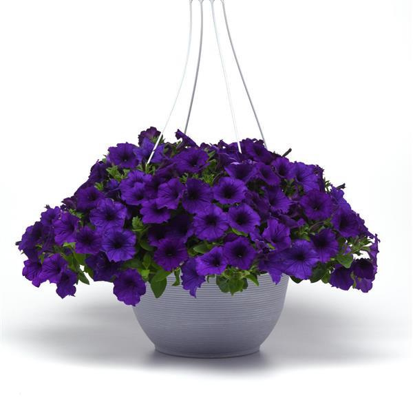 Spreading Petunia Easy Wave Blue - Basket