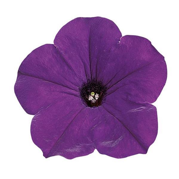 Spreading Petunia Easy Wave® Blue - Bloom