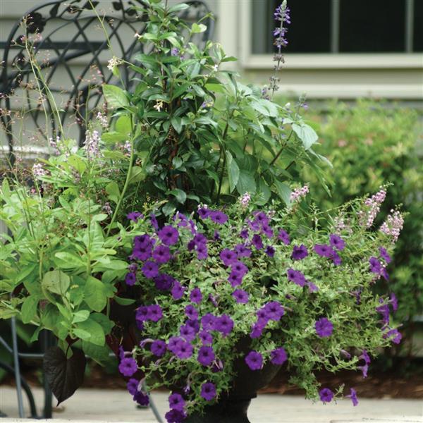 Spreading Petunia Easy Wave Blue - Commercial Landscape 1