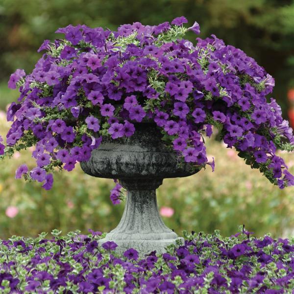 Spreading Petunia Easy Wave Blue