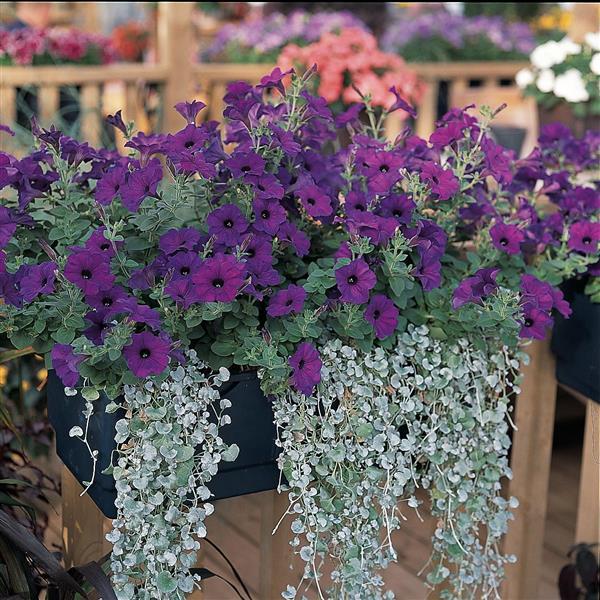 Spreading Petunia Easy Wave Blue - Commercial Landscape 3