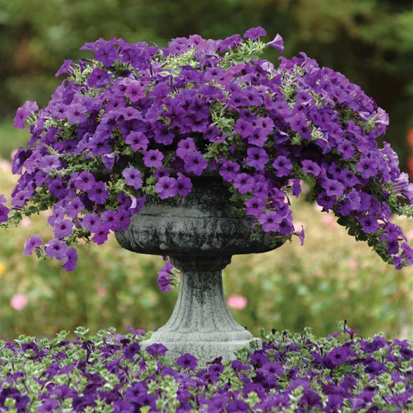 Spreading Petunia Easy Wave Blue - Container