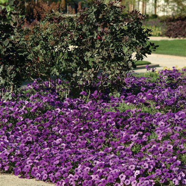 Spreading Petunia Easy Wave Blue - Landscape
