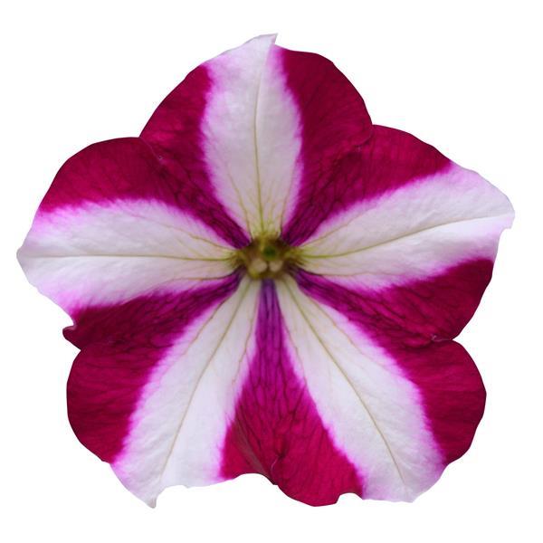 Spreading Petunia Easy Wave® Burgundy Star - Bloom