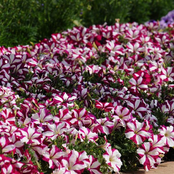 Spreading Petunia Easy Wave Burgundy Star - Commercial Landscape 1