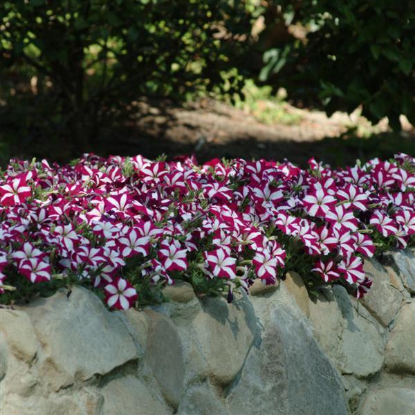 Spreading Petunia Easy Wave Burgundy Star - Commercial Landscape 2