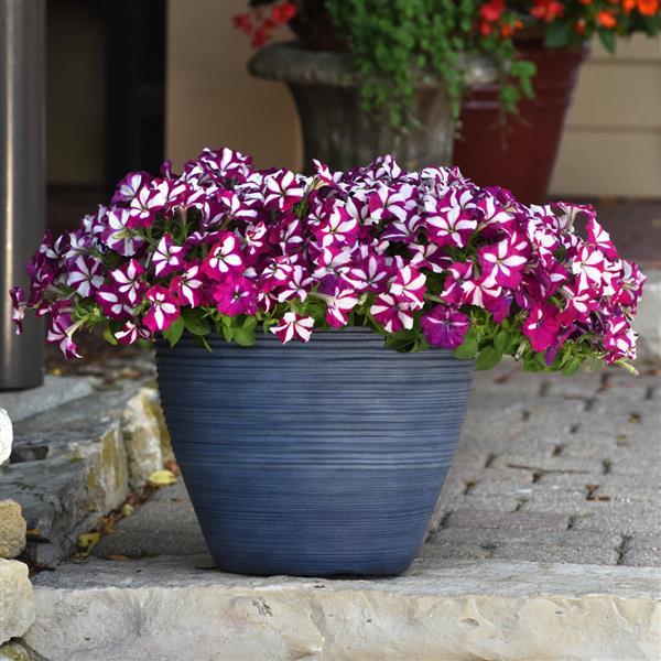 Spreading Petunia Easy Wave Burgundy Star - Container