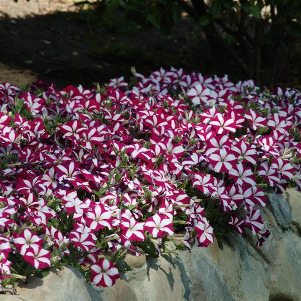 Spreading Petunia Easy Wave Burgundy Star - Landscape