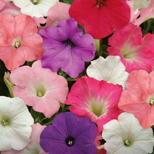 Spreading Petunia Easy Wave Mixture - Bloom