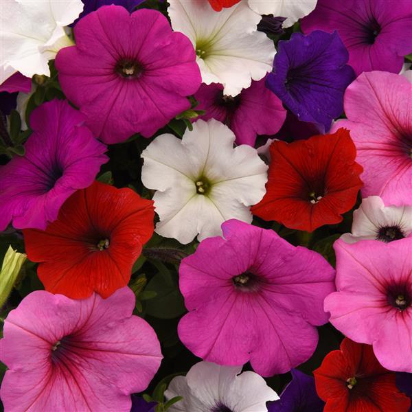 Spreading Petunia Easy Wave® Formula Mixture - Bloom