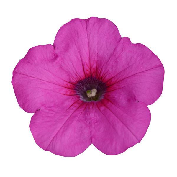 Spreading Petunia Easy Wave® Neon Rose - Bloom