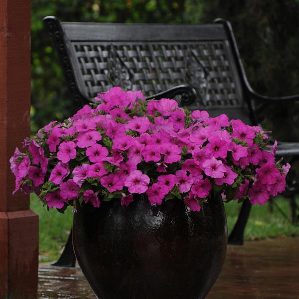 Spreading Petunia Easy Wave Neon Rose - Commercial Landscape 1