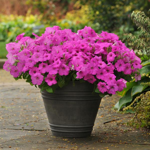 Spreading Petunia Easy Wave Neon Rose - Container