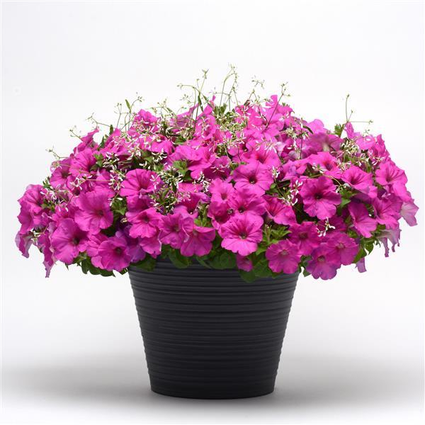 Spreading Petunia Easy Wave Neon Rose - Displays