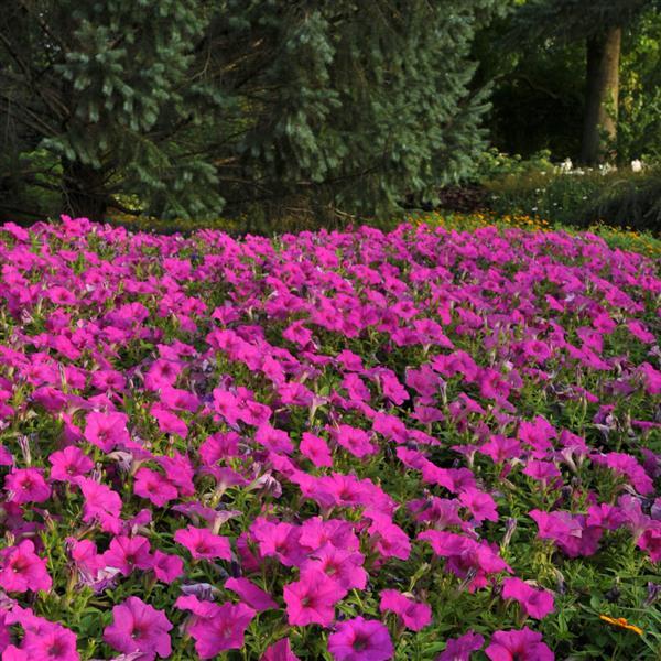 Spreading Petunia Easy Wave Neon Rose - Landscape