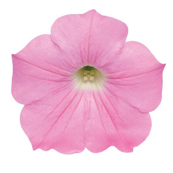 Spreading Petunia Easy Wave® Pink - Bloom