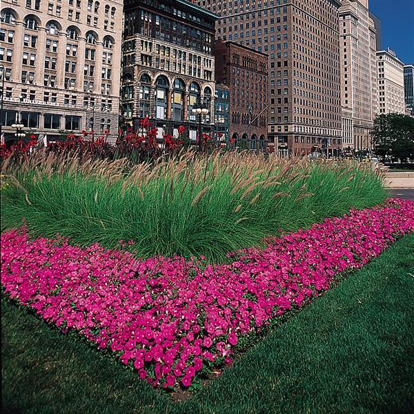 Spreading Petunia Easy Wave Pink