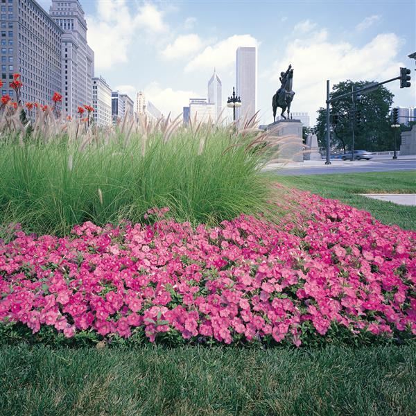 Spreading Petunia Easy Wave Pink - Commercial Landscape 2