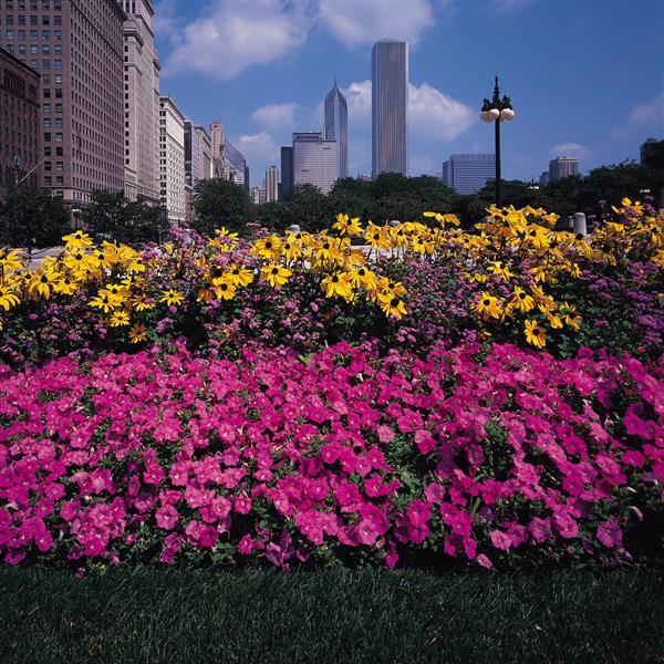 Spreading Petunia Easy Wave Pink - Commercial Landscape 3