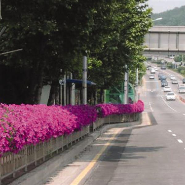 Spreading Petunia Easy Wave Pink - Commercial Landscape 4