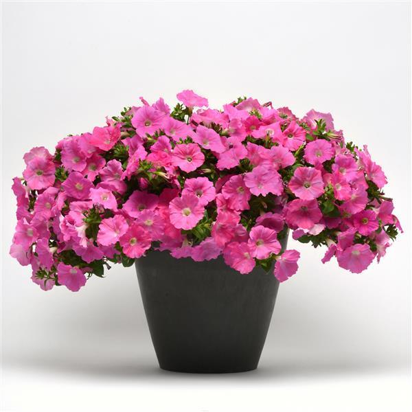 Spreading Petunia Easy Wave Pink - Container