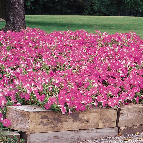Spreading Petunia Easy Wave Pink - Landscape