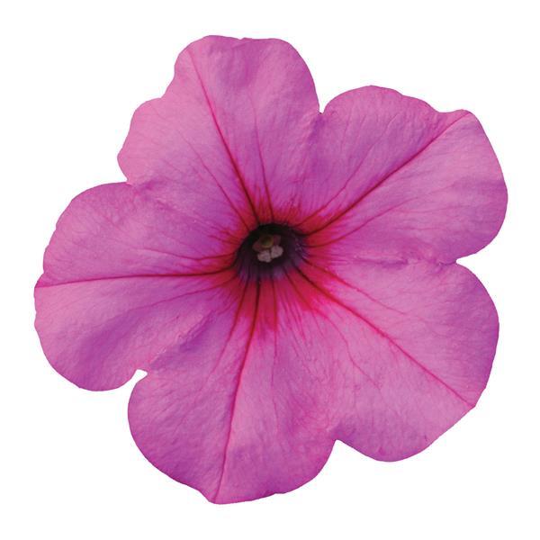 Spreading Petunia Easy Wave® Pink Passion - Bloom