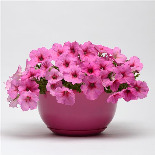 Spreading Petunia Easy Wave Pink Passion - Container