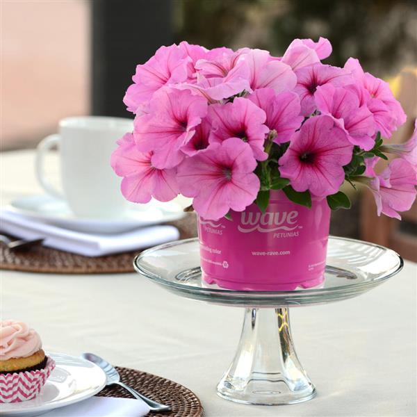 Spreading Petunia Easy Wave Pink Passion - Displays