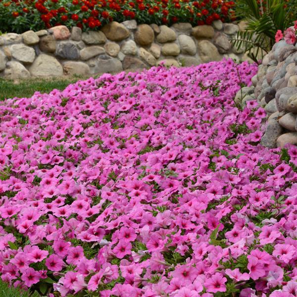 Spreading Petunia Easy Wave Pink Passion - Landscape