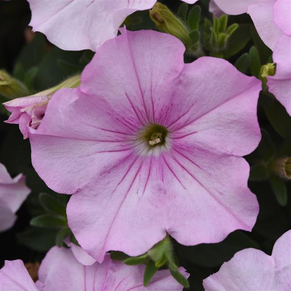 Spreading Petunia Easy Wave® Pink Pearl - Bloom