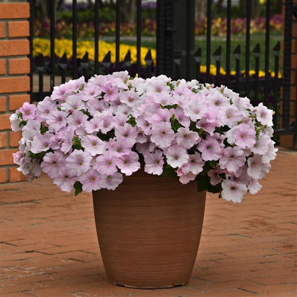 Spreading Petunia Easy Wave Pink Pearl - Container