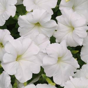 Spreading Petunia Easy Wave® White Improved - Bloom