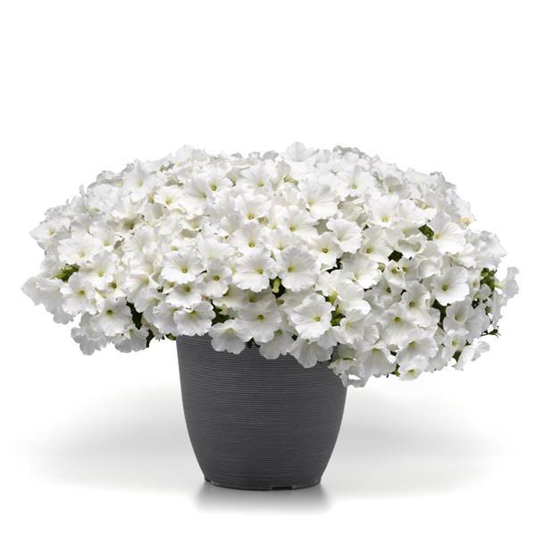 Spreading Petunia Easy Wave White Improved