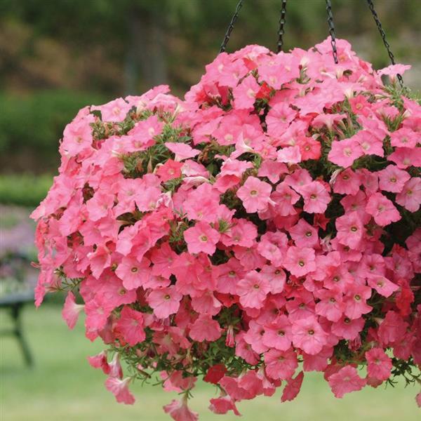 Spreading Petunia Easy Wave Coral Reef - Basket