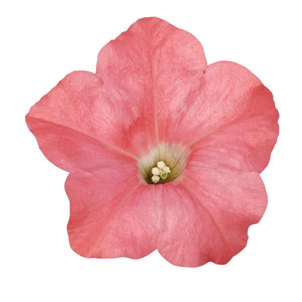 Spreading Petunia Easy Wave® Coral Reef - Bloom