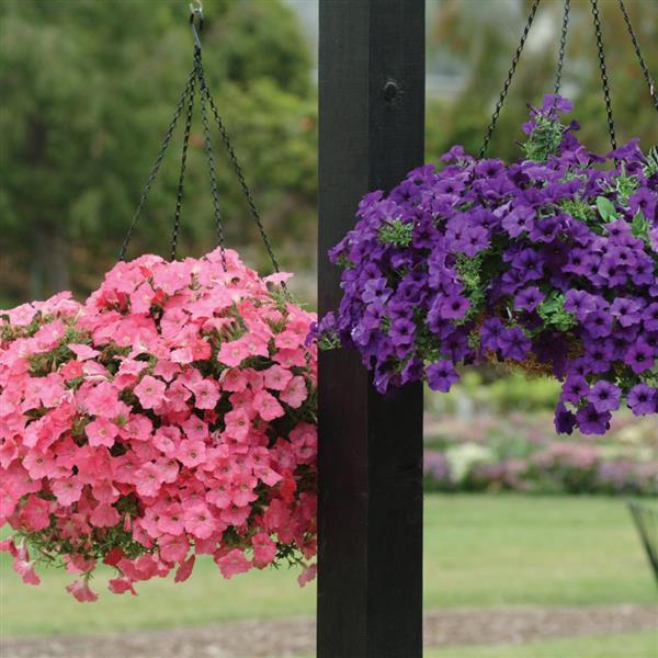 Spreading Petunia Easy Wave Coral Reef - Commercial Landscape 1