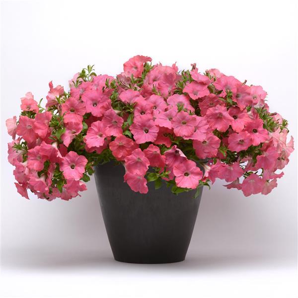 Spreading Petunia Easy Wave Coral Reef - Container