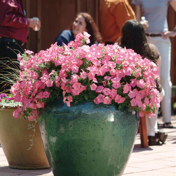 Spreading Petunia Easy Wave Coral Reef - Landscape
