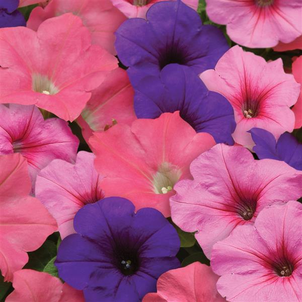 Spreading Petunia Easy Wave Beachcomber Mixture - Bloom