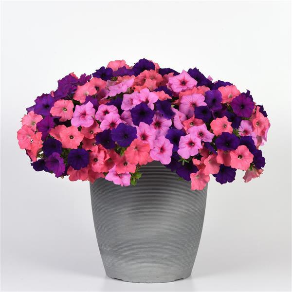 Spreading Petunia Easy Wave Beachcomber Mixture - Container