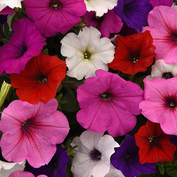 Spreading Petunia Easy Wave® Formula Mixture Improved - Bloom