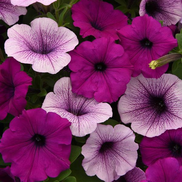Spreading Petunia Easy Wave® Plum Pudding Mixture - Bloom