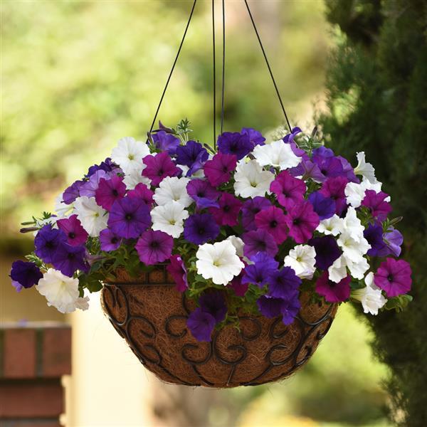 Spreading Petunia Easy Wave Great Lakes Mixture - Basket