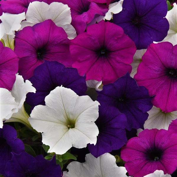 Spreading Petunia Easy Wave® Great Lakes Mixture - Bloom